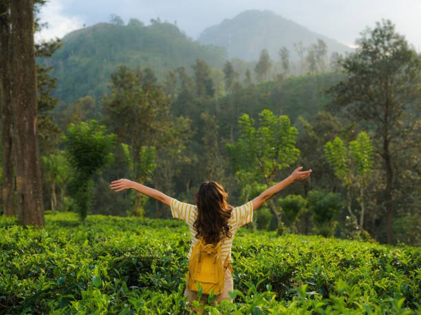 Nuwara Eliya Tea Estate Cover